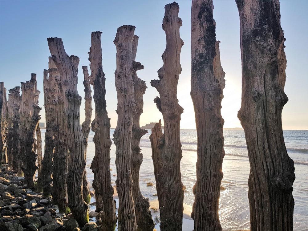 brown tree trunk on brown sand during daytime