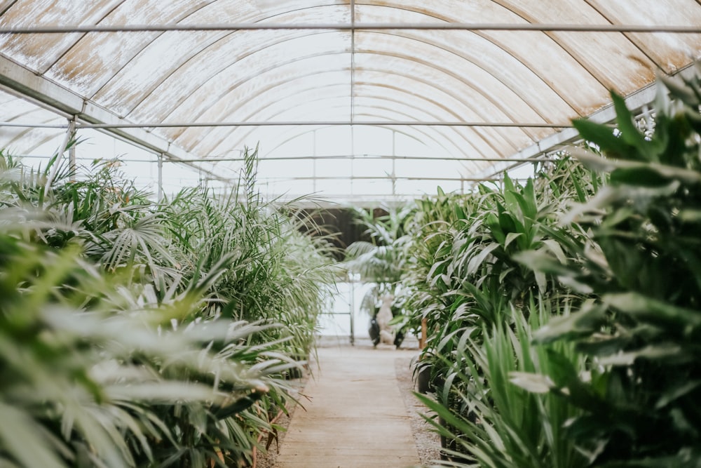 green plants inside greenhouse during daytime