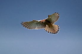 A focused hunting bird mid-flight, eyes locked on its target