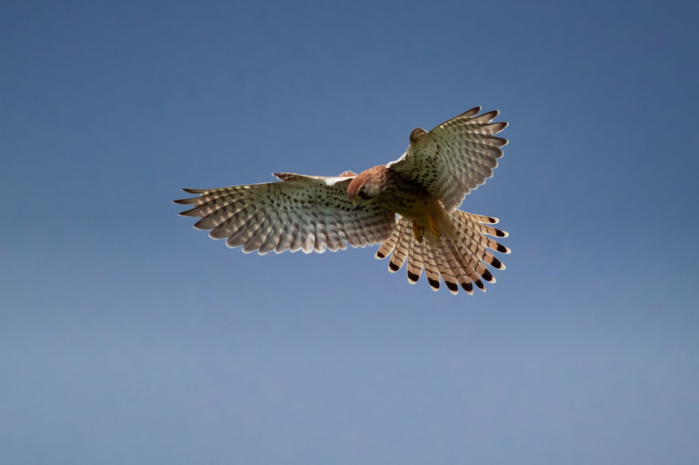 Búho marrón y blanco volando durante el día