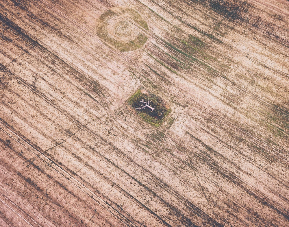 black and brown insect on brown wooden surface