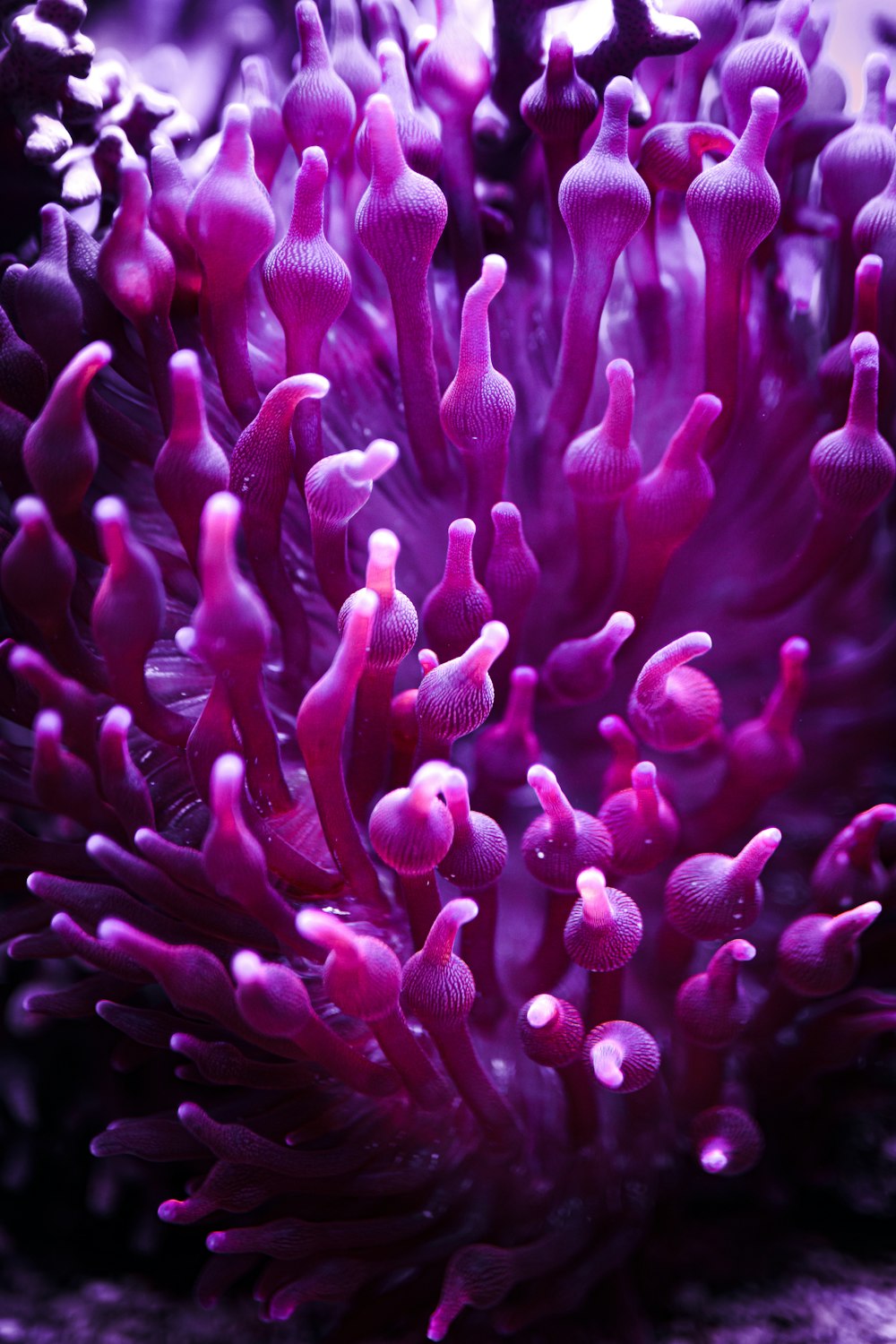purple and pink sea creature