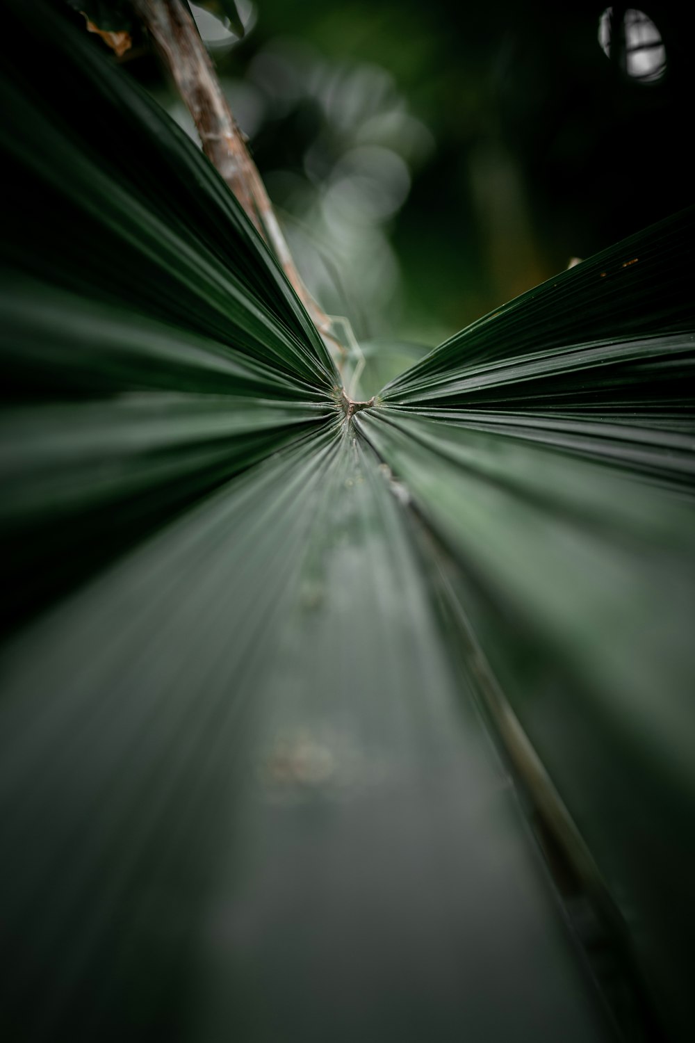 green leaf plant with sun rays