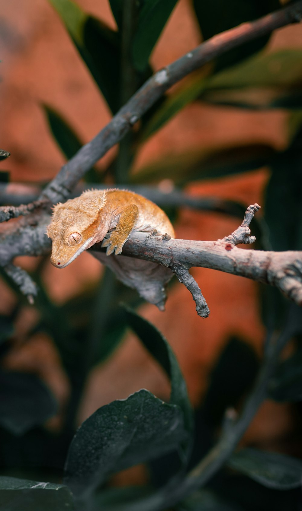 Preventing and Treating Common Health Issues in Crested Geckos