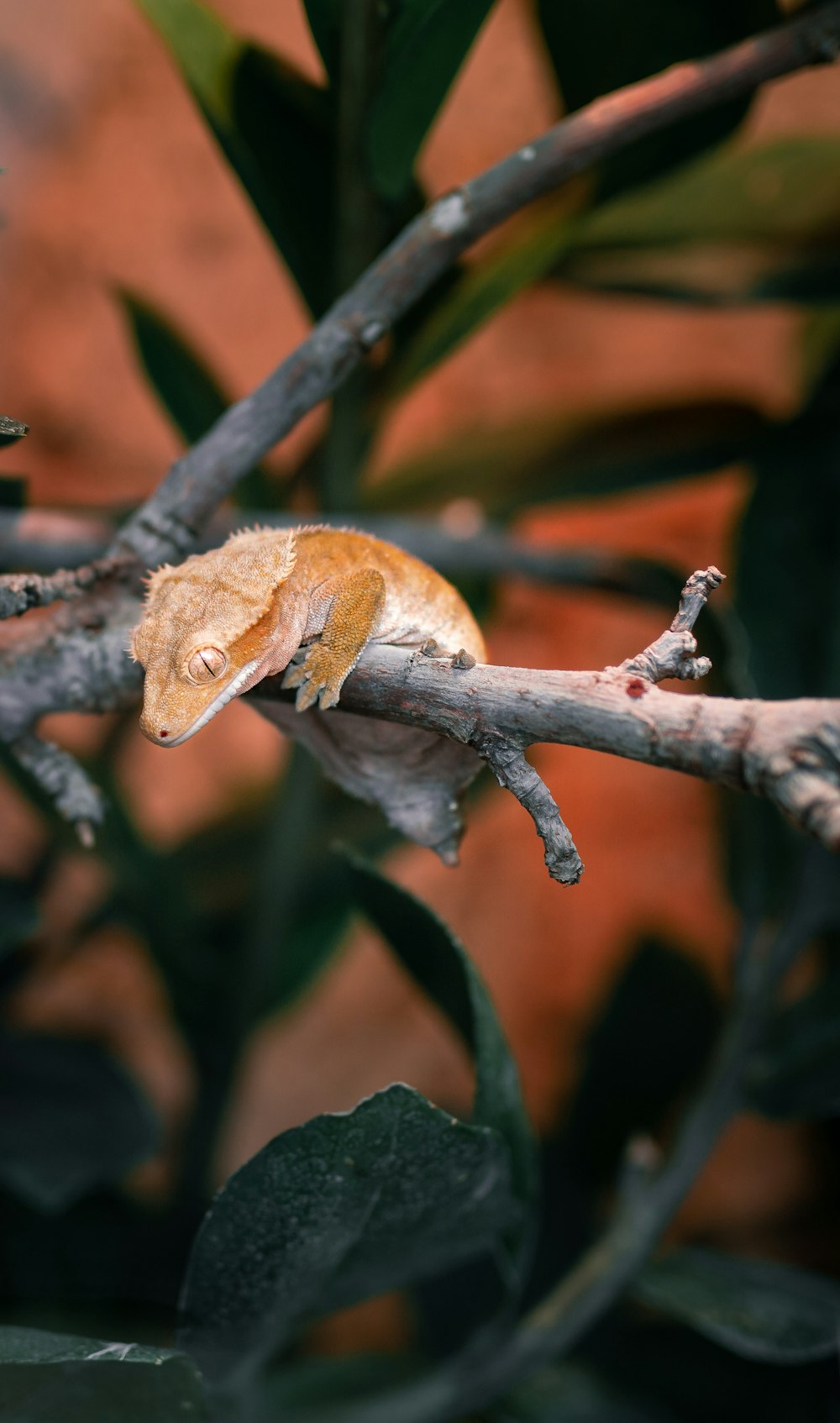 brown and white lizard on brown tree branch during daytime