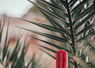 person holding red ice pop