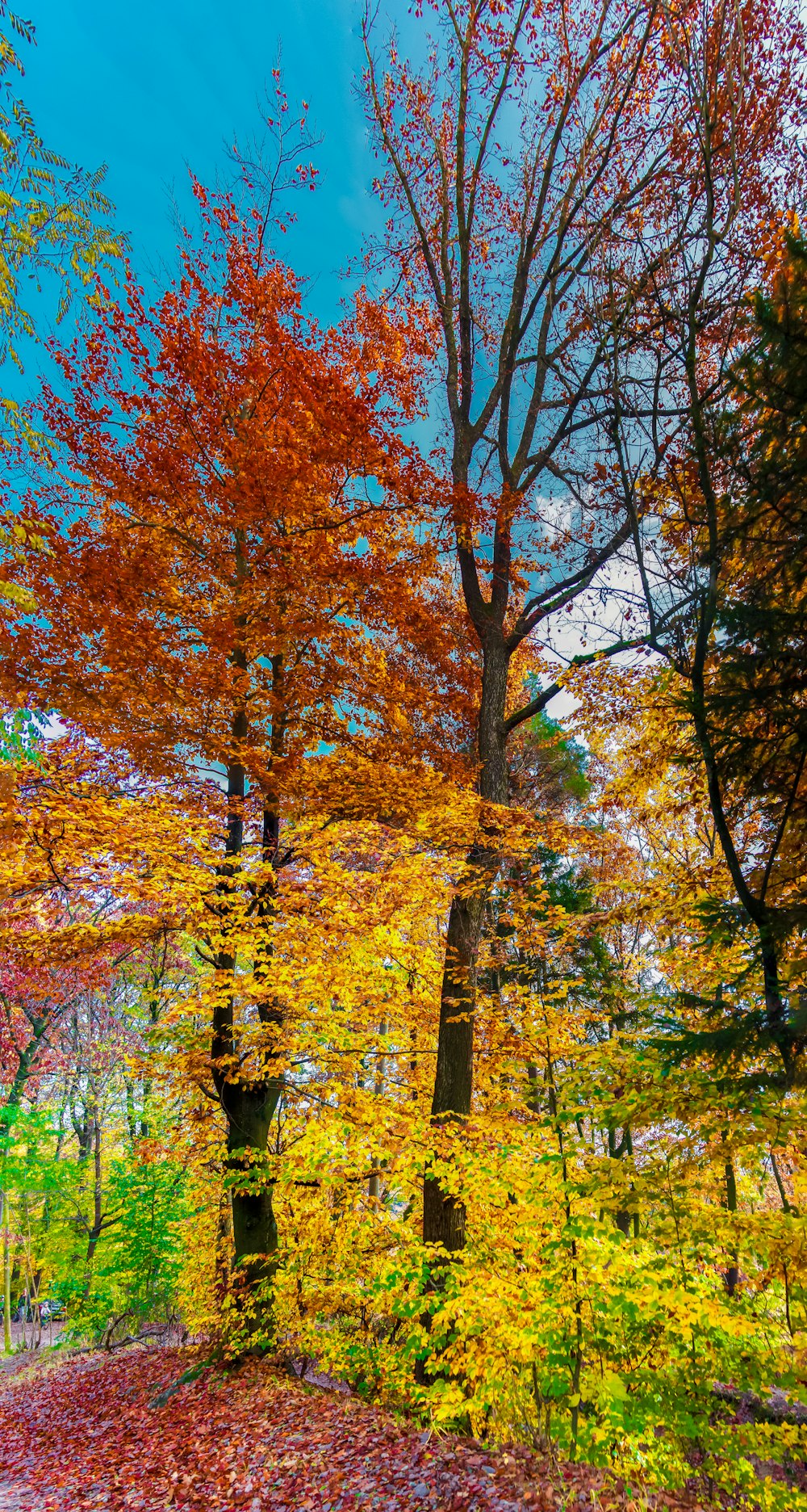 brown and green trees under blue sky during daytime