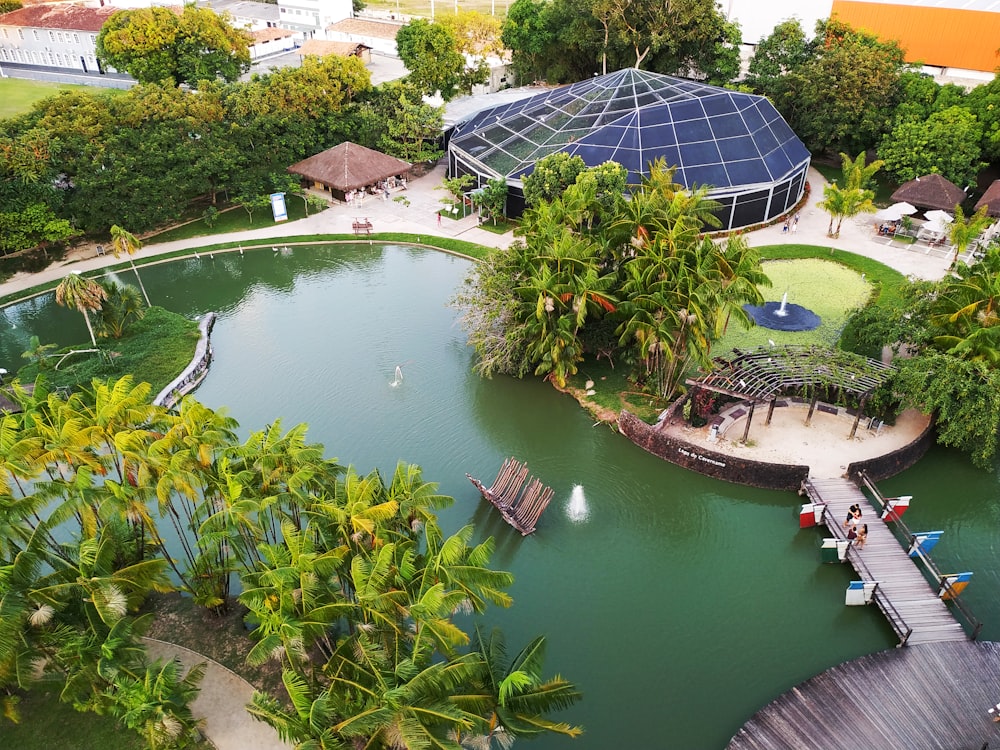 green water pond surrounded by green plants and trees