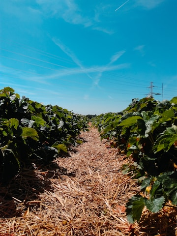 A field of strawberry plants growing in neat rows under a clear blue sky. The plants are green and lush, with some strawberries visible. Dry straw covers the narrow path between the rows.