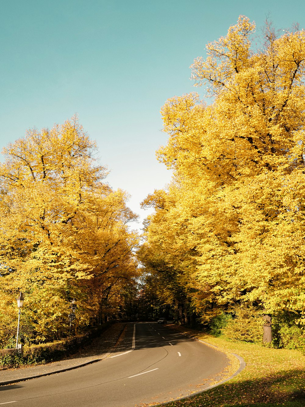 green and yellow trees beside gray concrete road during daytime