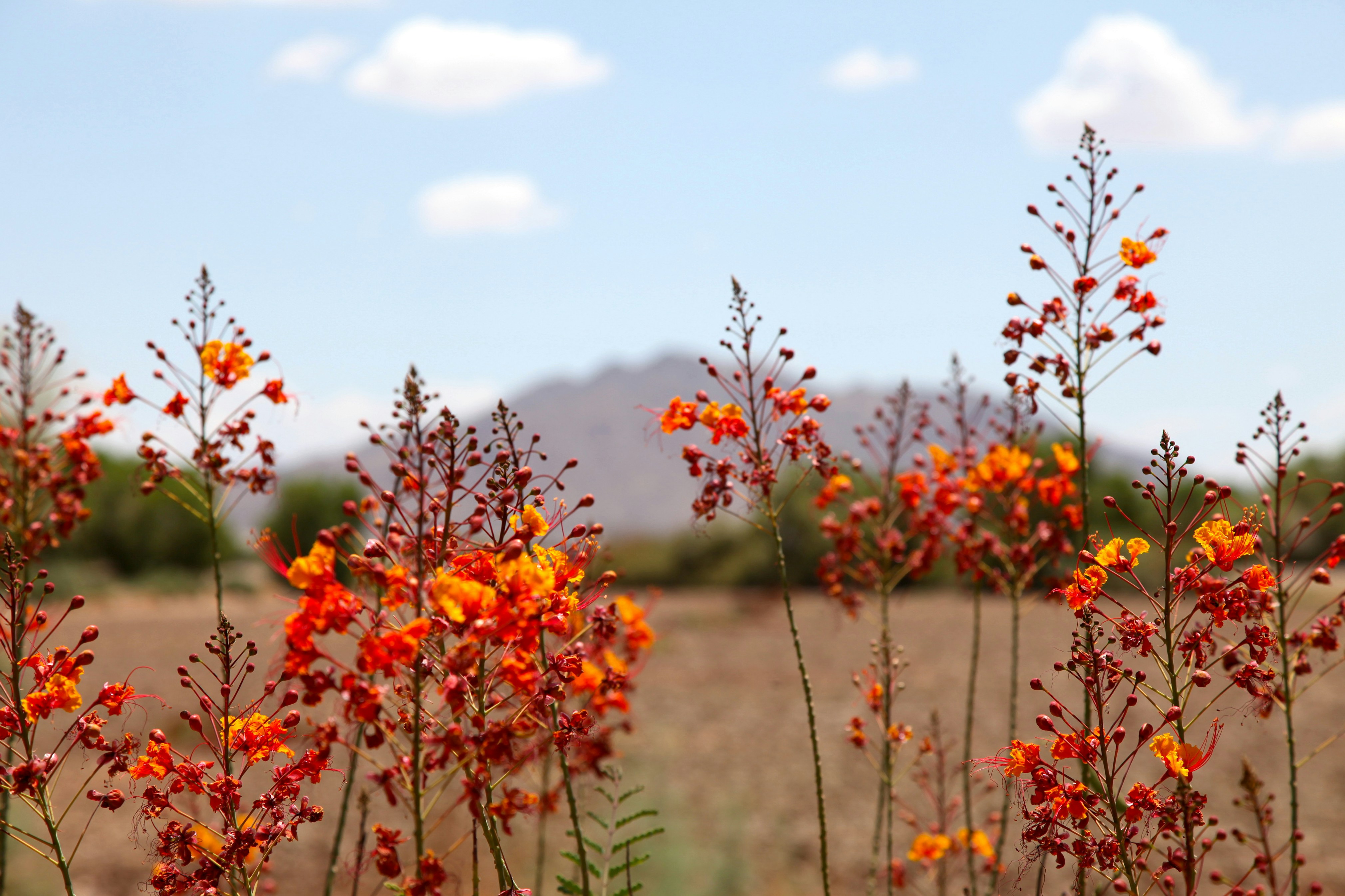 昼間の青空の下のオレンジ色の花の写真 Unsplashで見つける工場の無料写真