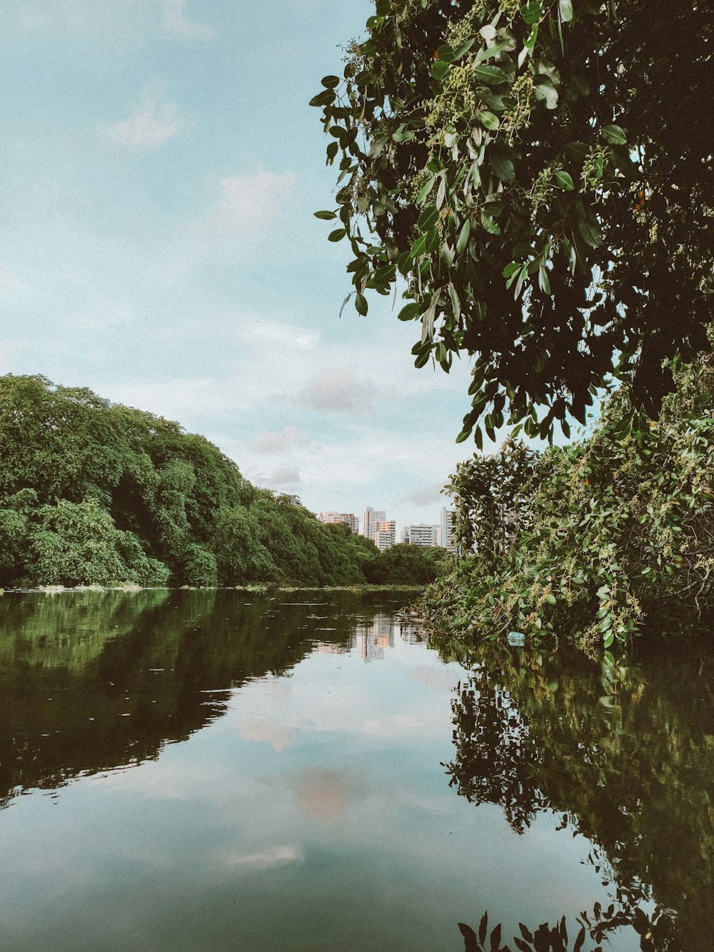 green trees beside river under cloudy sky during daytime