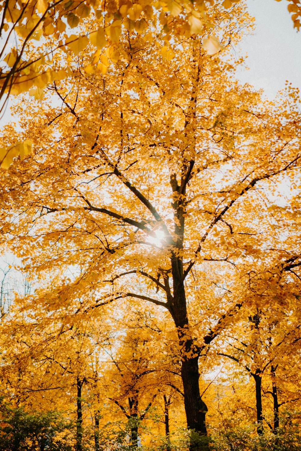 yellow leaf trees under blue sky during daytime