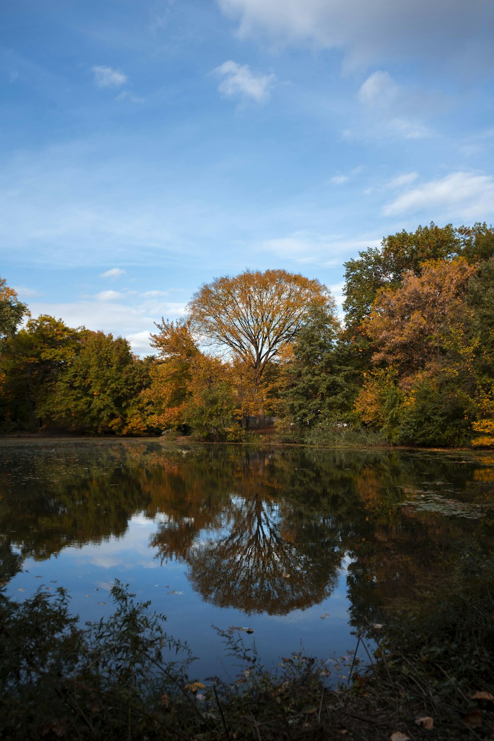 green and brown trees beside river under blue sky during daytime