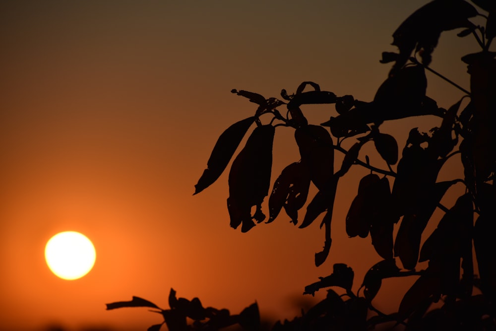 silhouette di pianta durante il tramonto