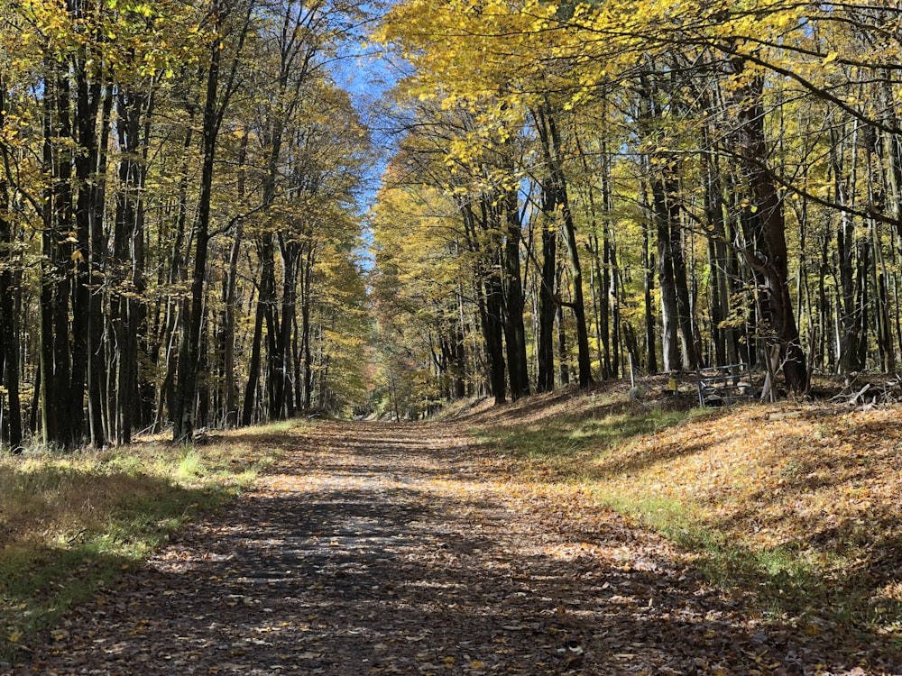 brown and green trees under blue sky during daytime