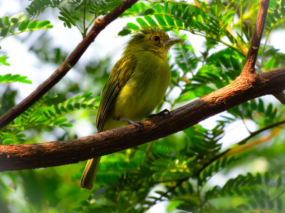 pájaro amarillo en la rama marrón del árbol durante el día