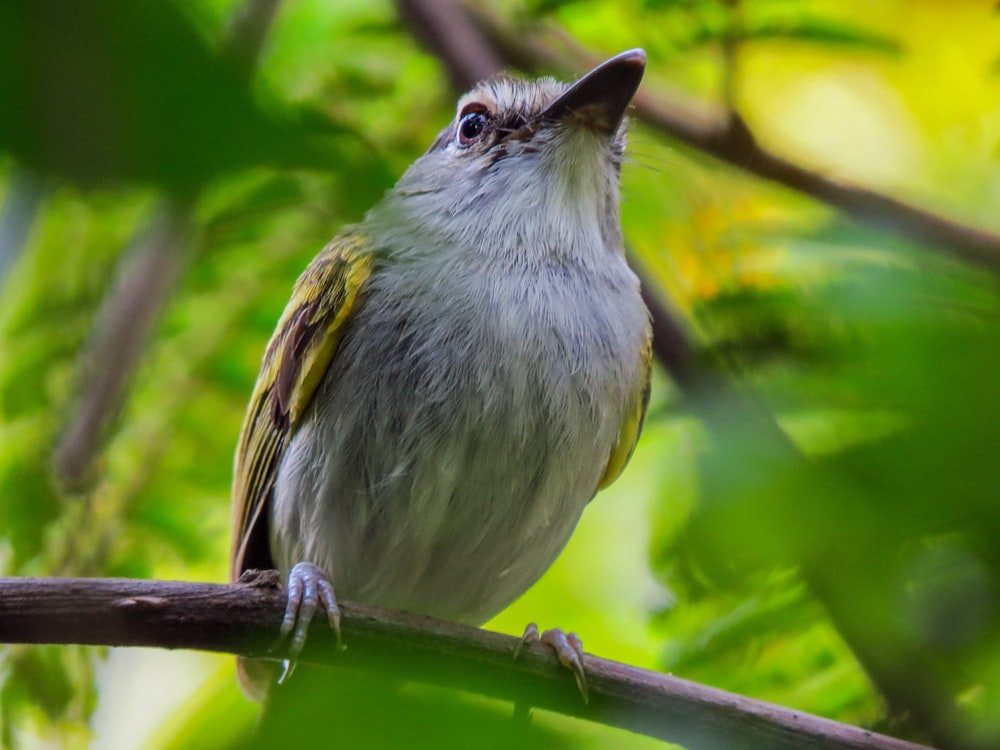 white and gray bird on brown tree branch