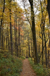 brown trees on green grass field during daytime
