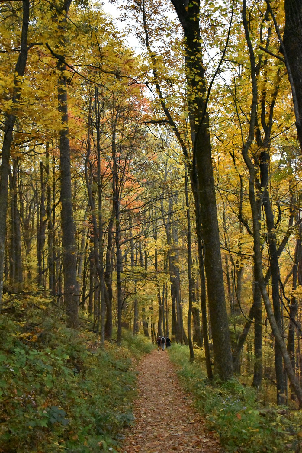 brown trees on green grass field during daytime