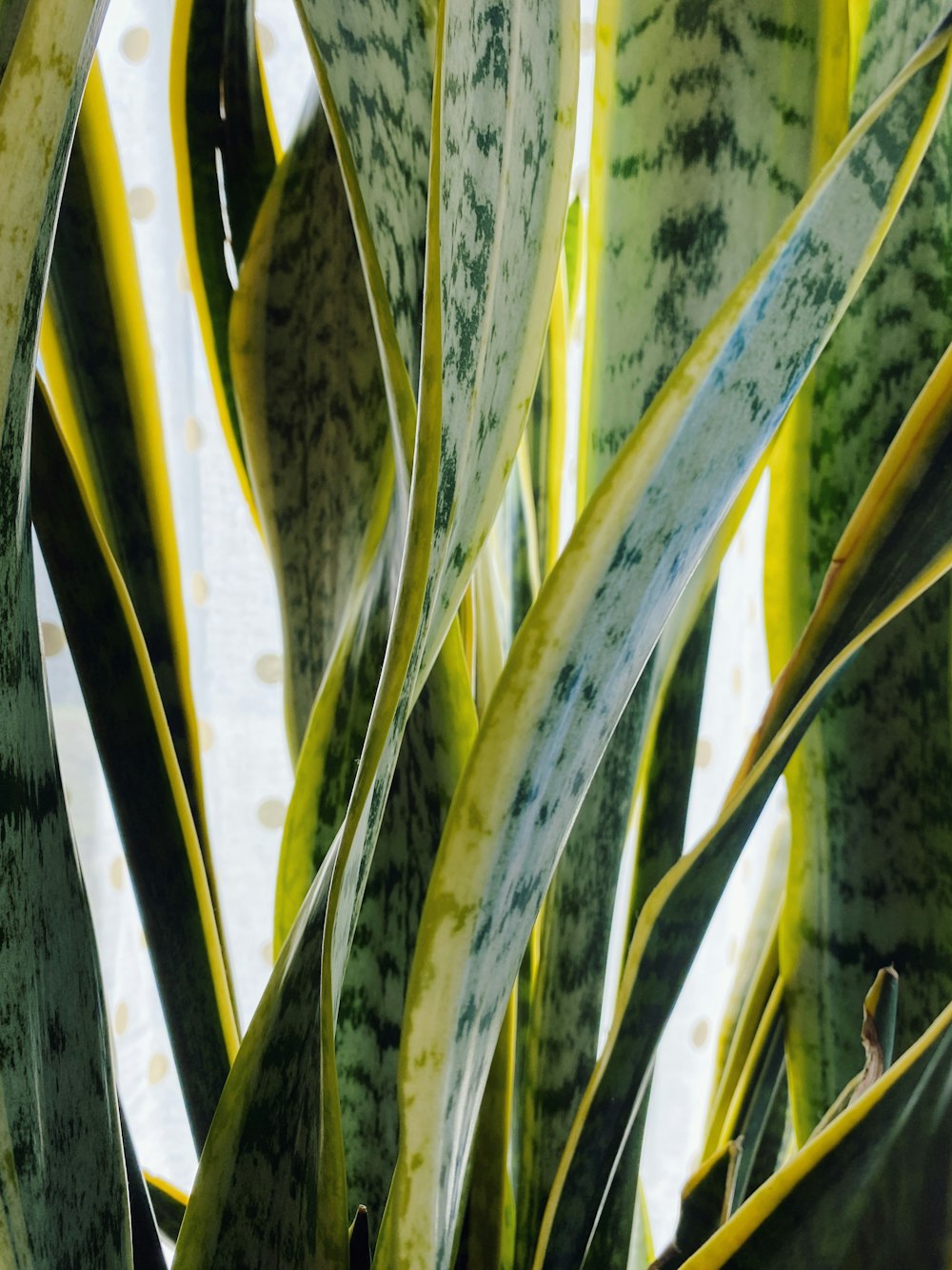 pianta verde e gialla vicino allo specchio d'acqua durante il giorno