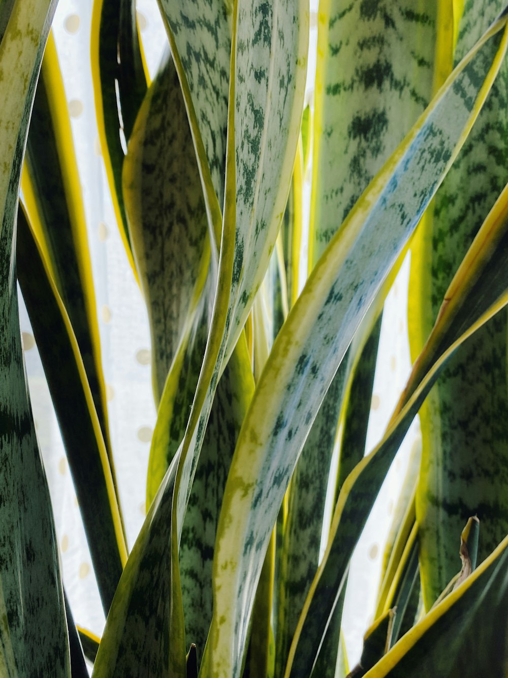 green and yellow plant near body of water during daytime