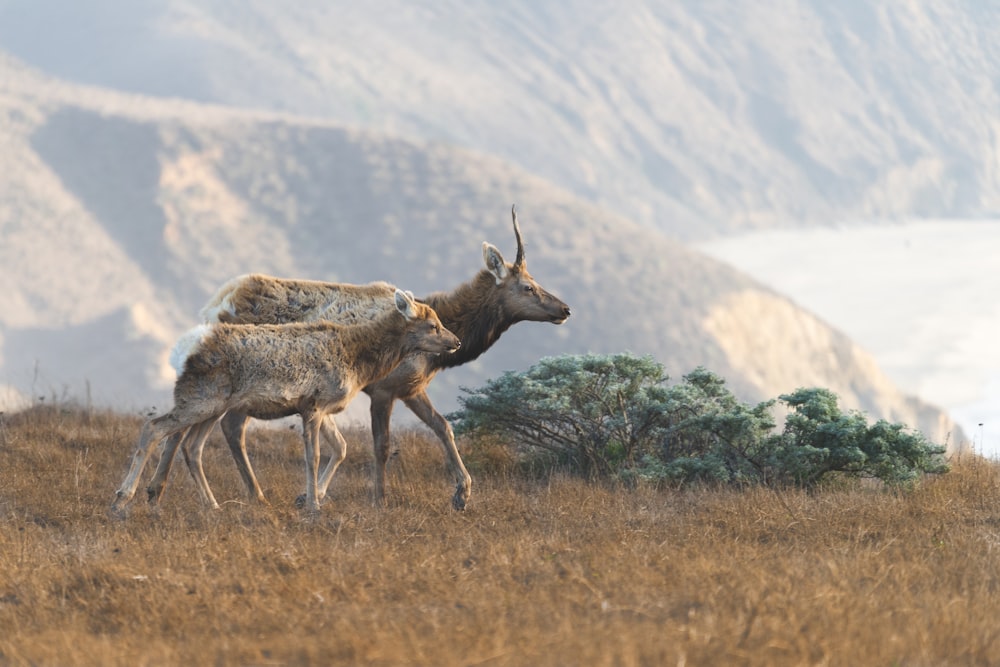 brown deer on brown grass field during daytime