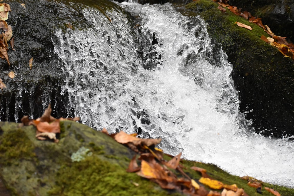 water falls on brown dried leaves