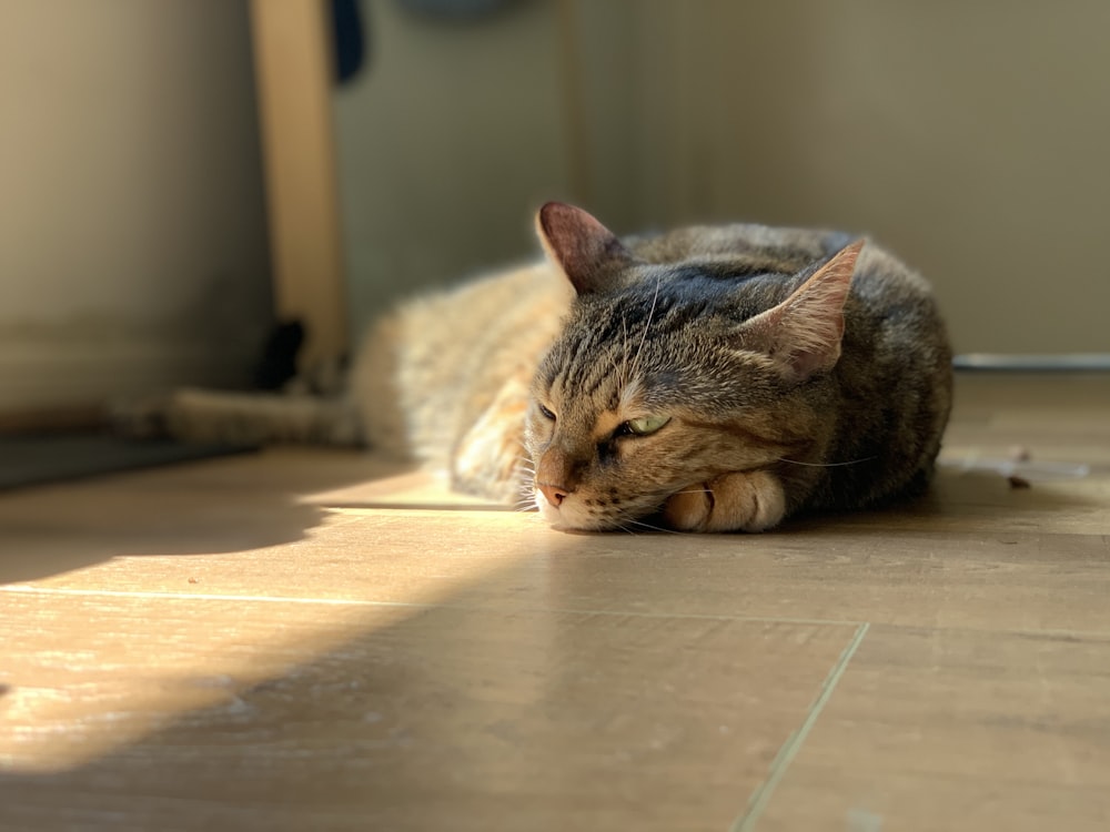 brown tabby cat lying on white textile