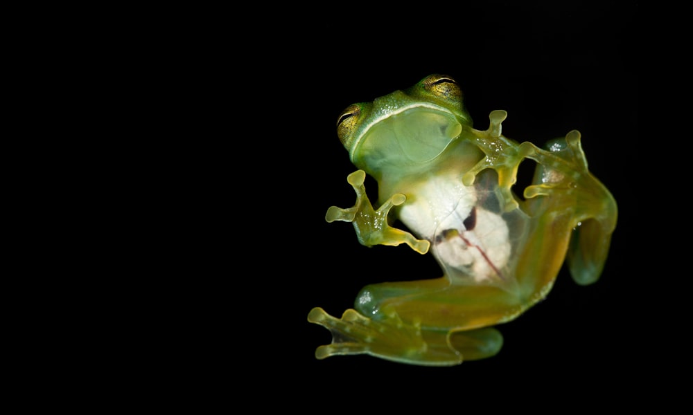 green frog on black background