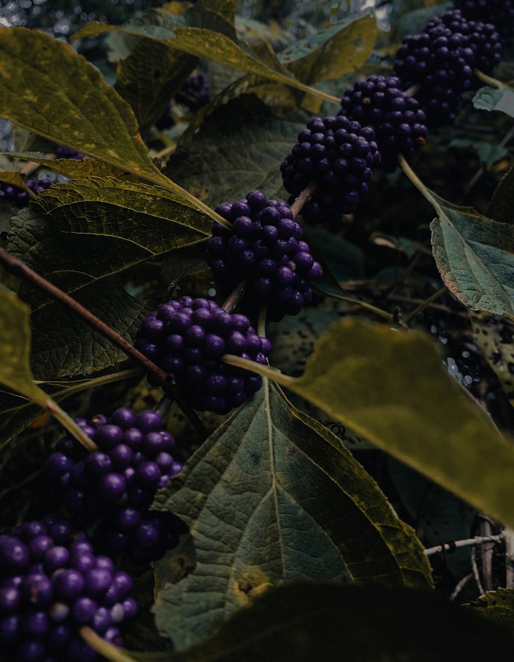 violette Trauben auf grünen Blättern