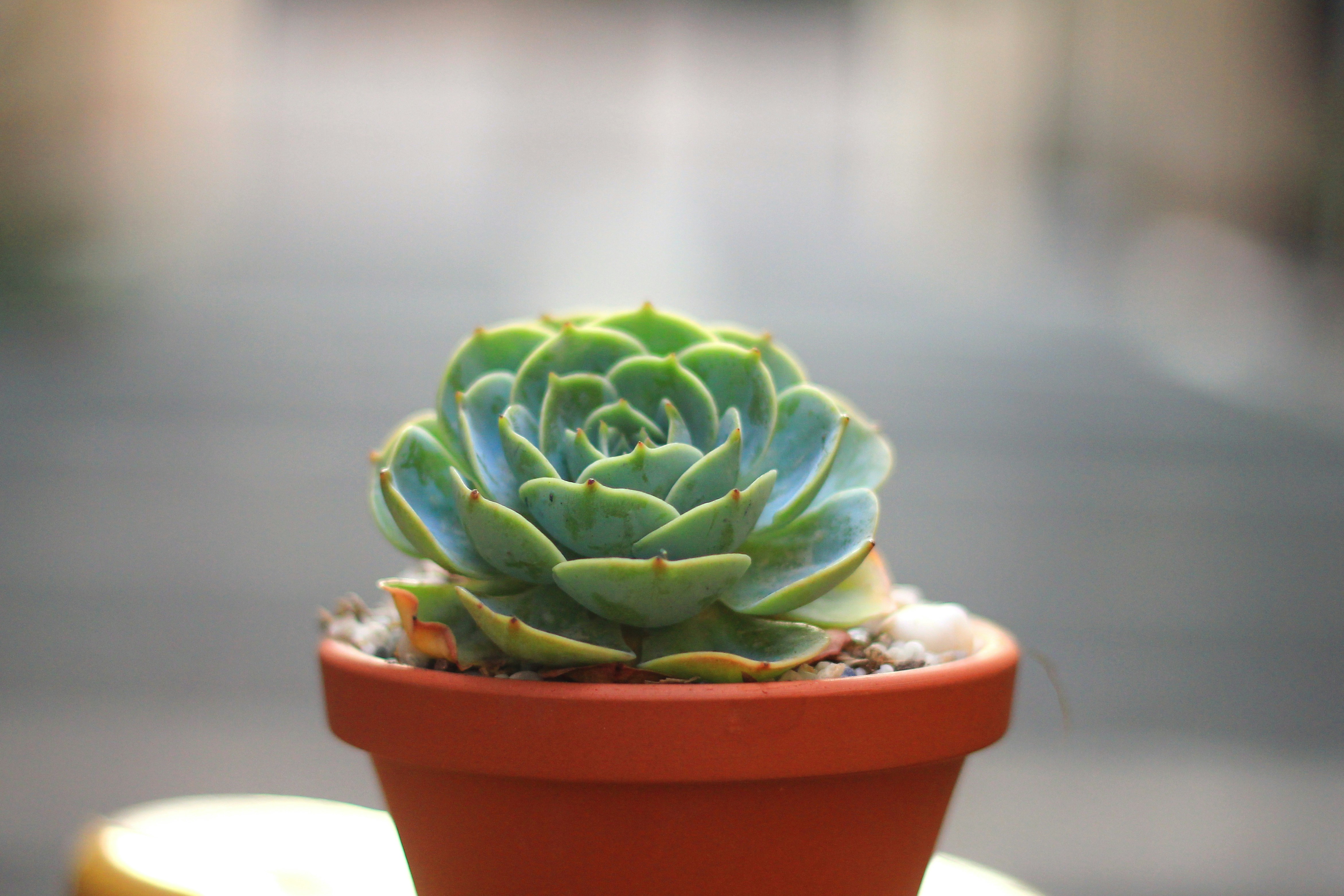 plante succulente verte dans un pot en argile brune