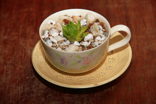 A small succulent garden planted inside a vintage teacup.