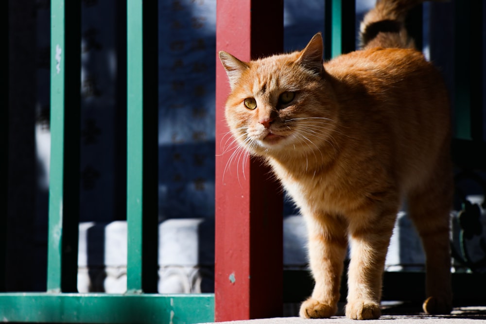 orange tabby cat on blue wooden fence