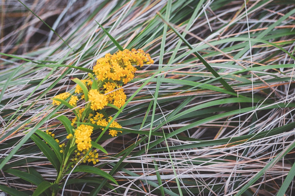 yellow flowers on green grass