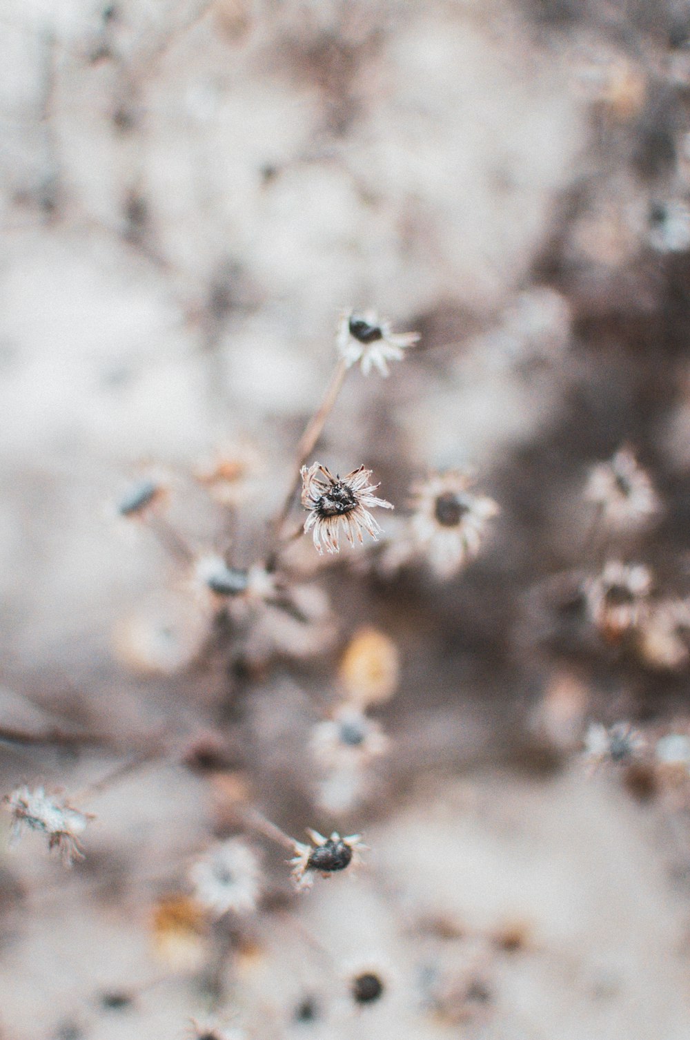 white flower in tilt shift lens