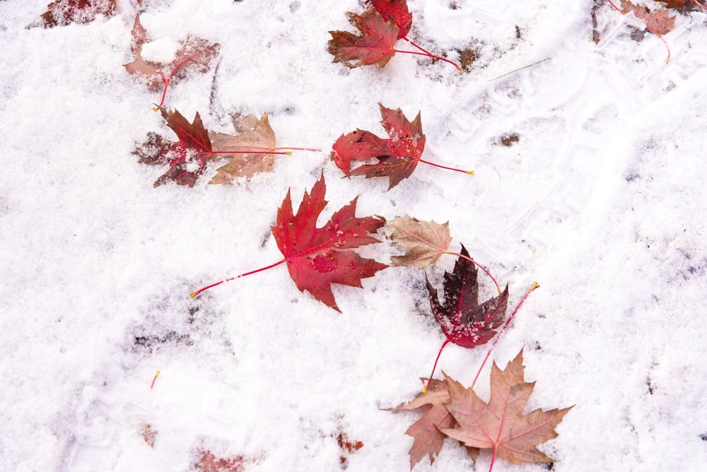 hojas de arce rojo sobre nieve blanca