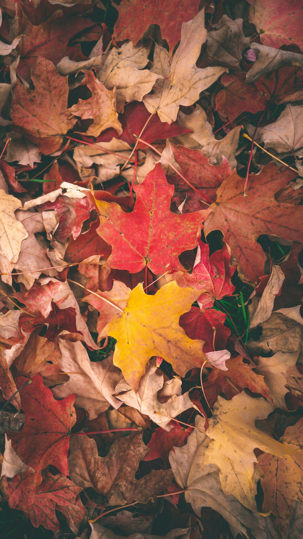 brown and red maple leaves