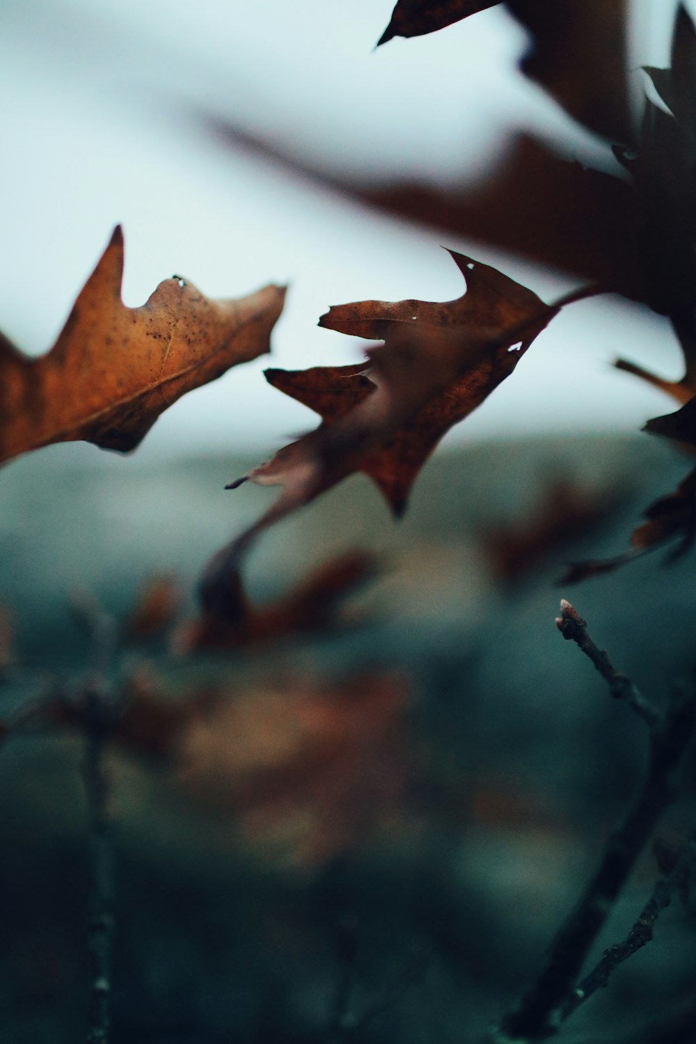 brown maple leaf in close up photography