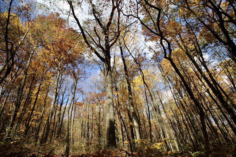 brown and green trees under white sky during daytime