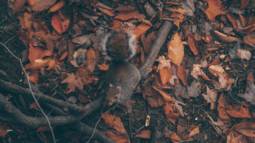 brown squirrel on brown leaves