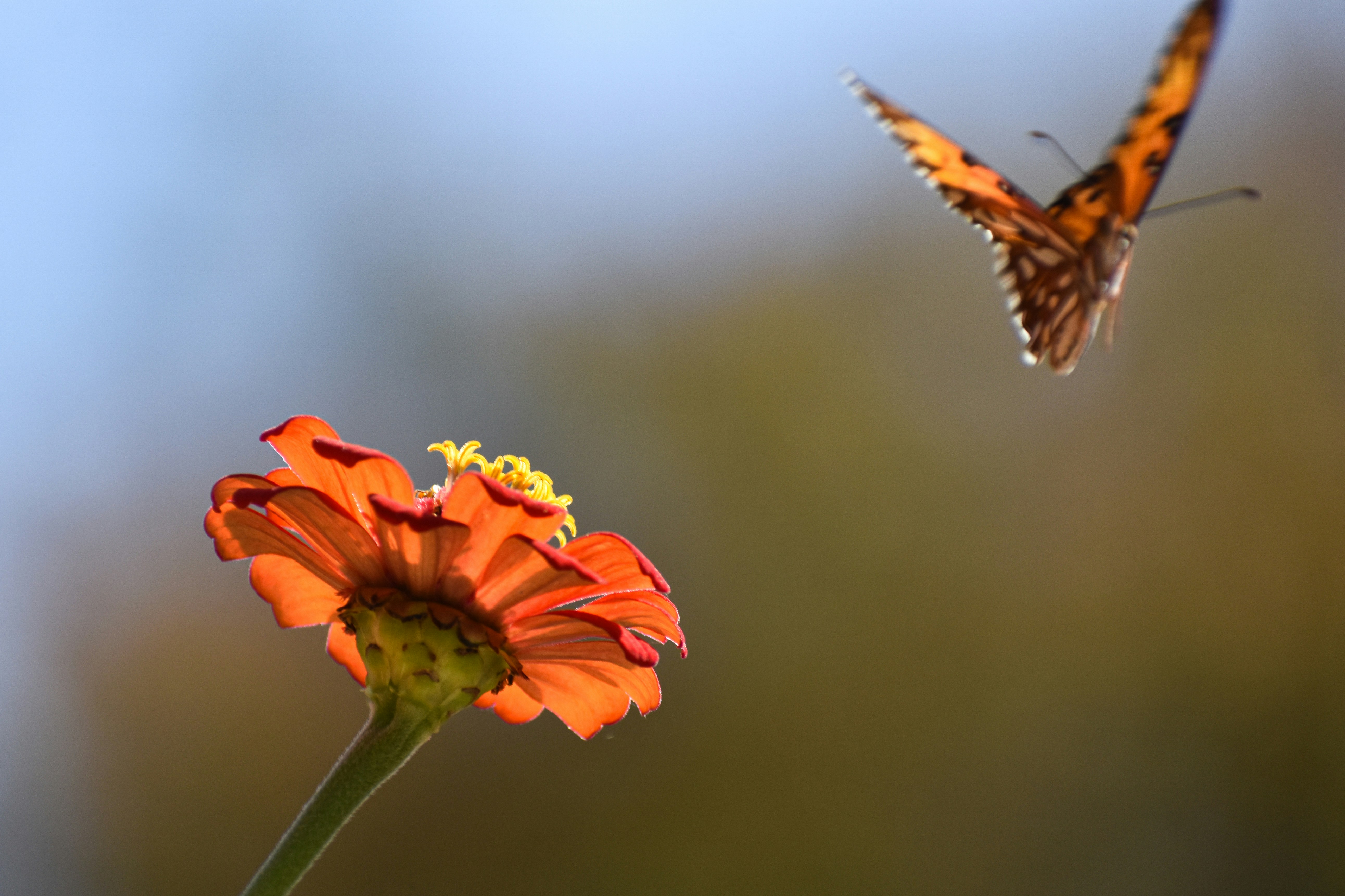 Um par de borboletas voando sobre uma flor foto – Imagem grátis sobre  Animal na Unsplash, image size:3000x2000