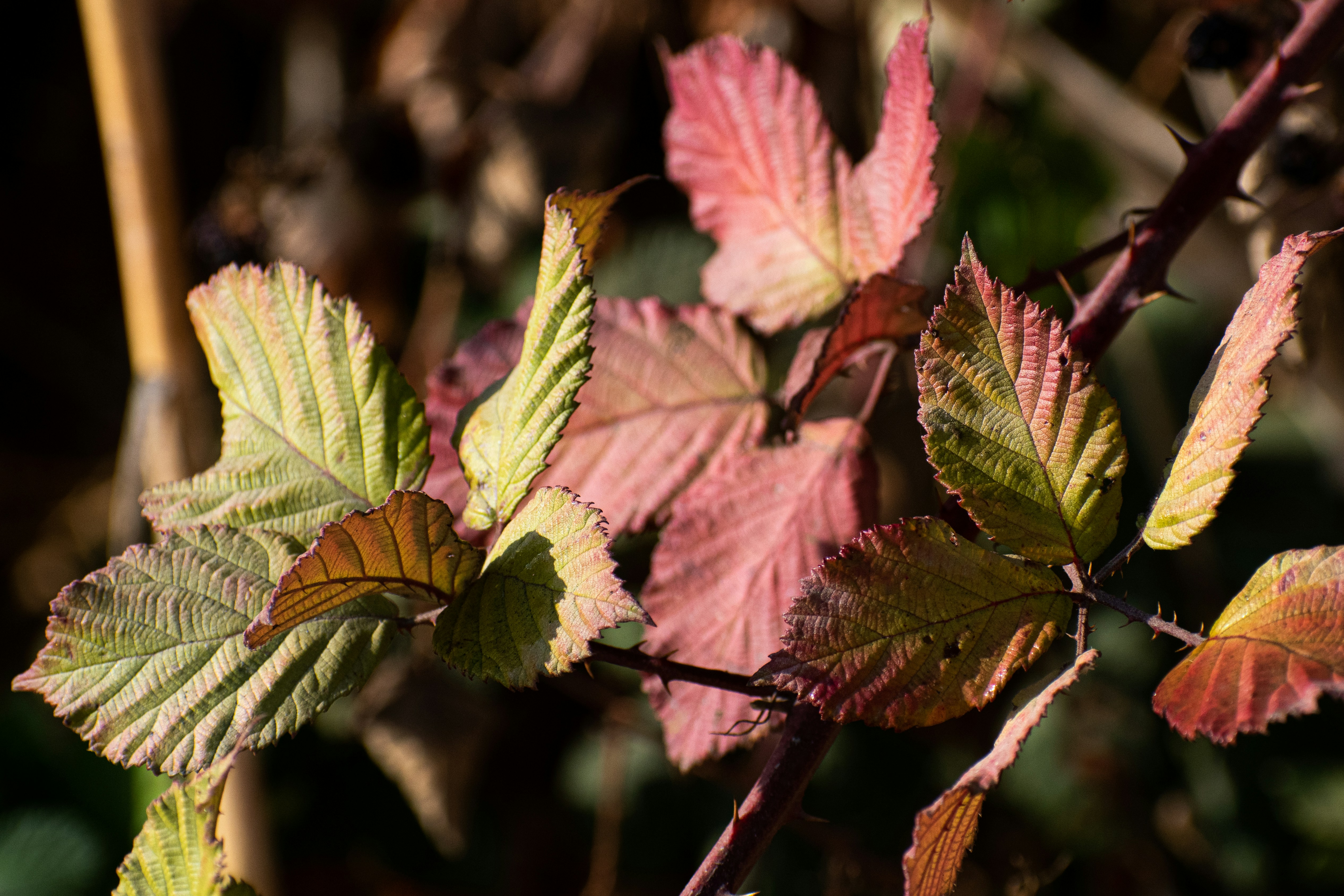 Photo by elisastonephotography