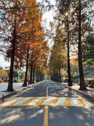grey concrete road between trees during daytime