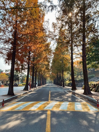 grey concrete road between trees during daytime