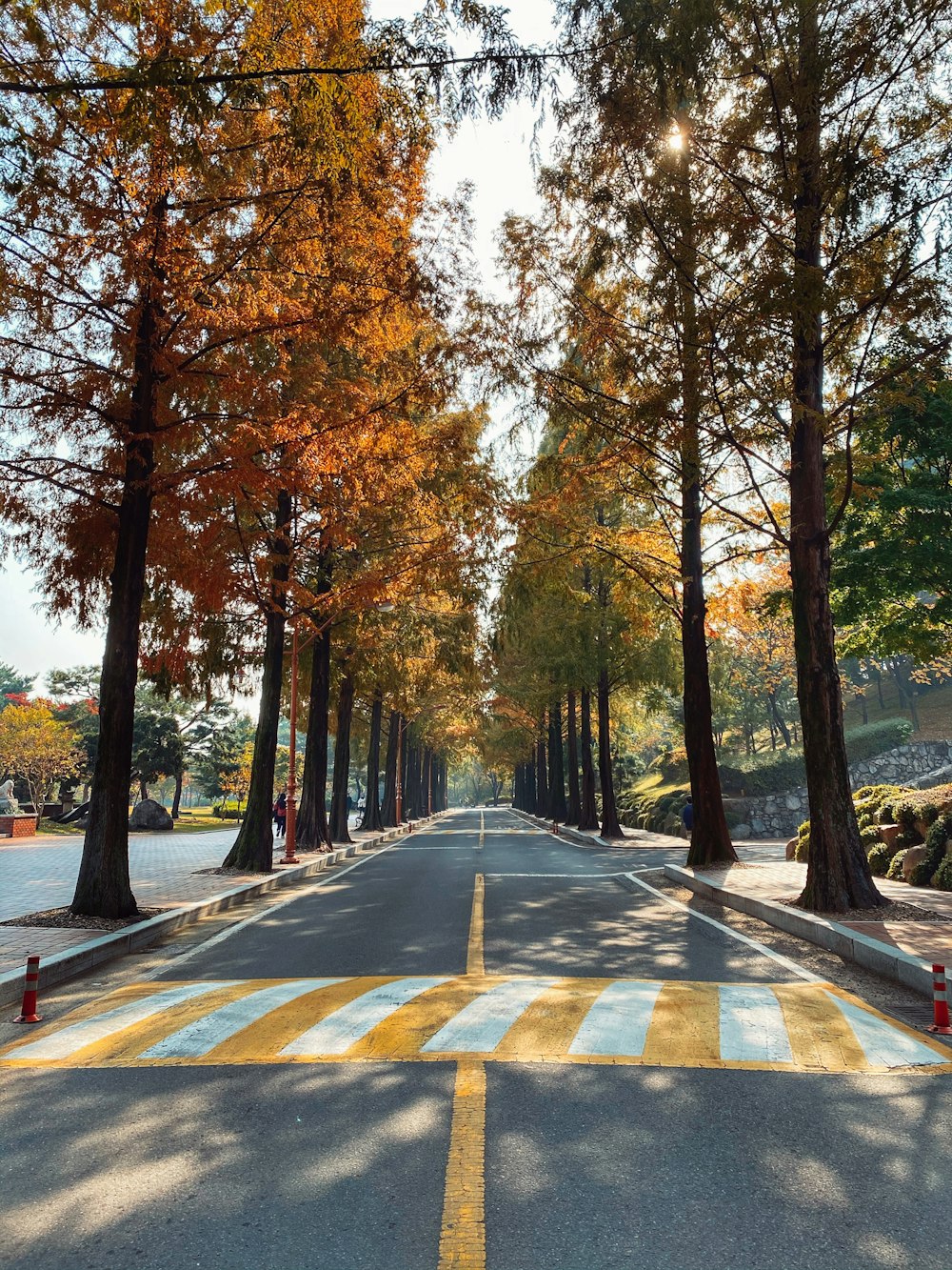 grey concrete road between trees during daytime