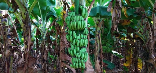 Lush banana grove with large clusters of unripe green bananas hanging in the center. Surrounding the bananas are tall banana plants, with wide, vibrant green leaves and some older leaves turning brown. Sunlight filters through the canopy, casting dappled shadows on the ground.