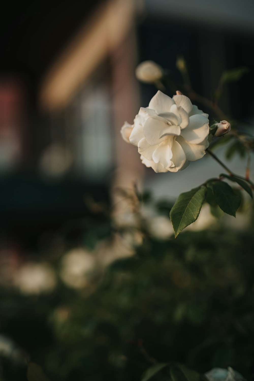 틸트 시프트 렌즈의 흰색 꽃