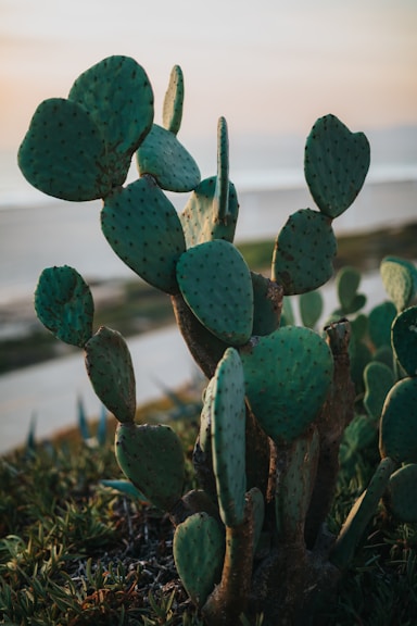green cactus plant in close up photography