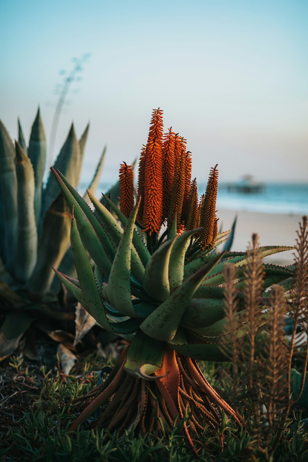 green and brown plant near body of water during daytime